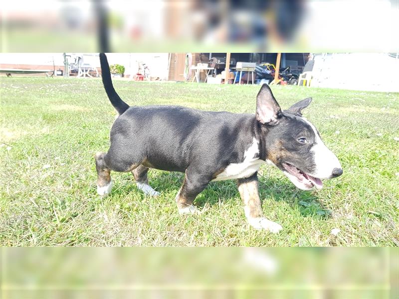 Miniatur Bullterrier (Mädchen)