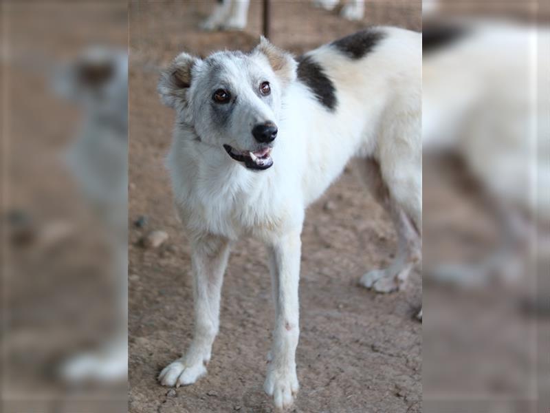 Drea, geb. ca. 09/2020, lebt in GRIECHENLAND, auf einem Gelände, Hunde werden notdürftig versorgt