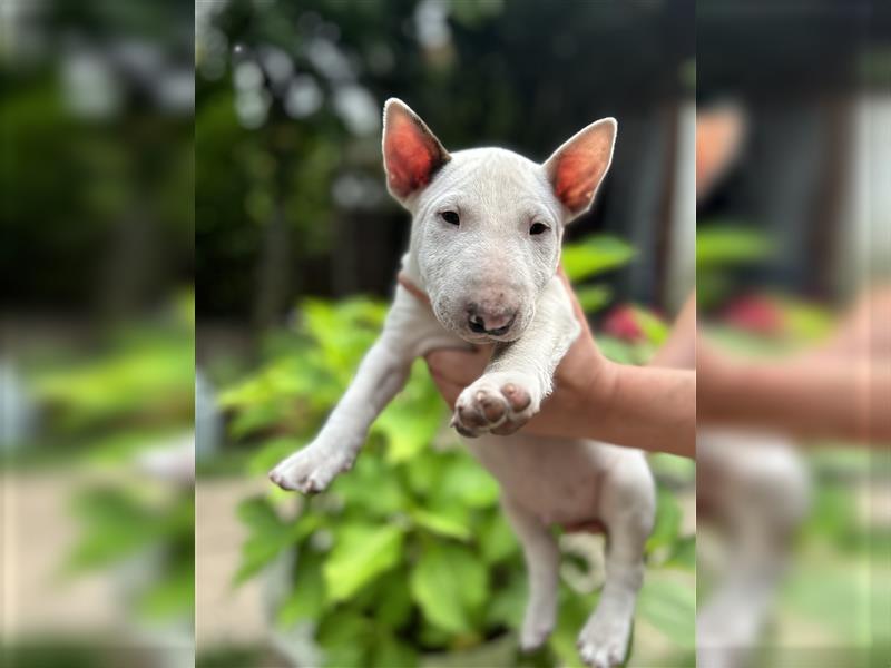 Miniatur Bullterrier Welpen 1 Junge und 1 Mädchen