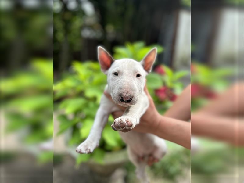 Miniatur Bullterrier Welpen 1 Junge und 1 Mädchen