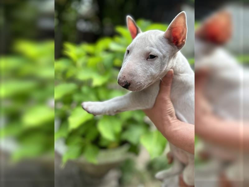 Miniatur Bullterrier Welpen 1 Junge und 1 Mädchen