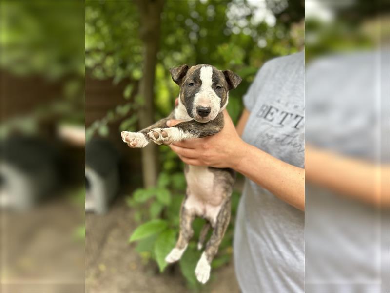 Miniatur Bullterrier Welpen 1 Junge und 1 Mädchen