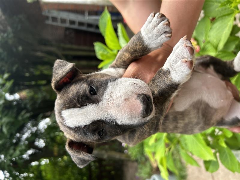 Miniatur Bullterrier Welpen 1 Junge und 1 Mädchen