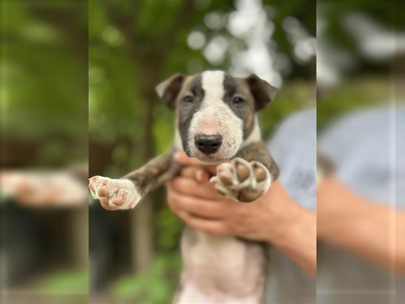 Miniatur Bullterrier Welpen 1 Junge und 1 Mädchen