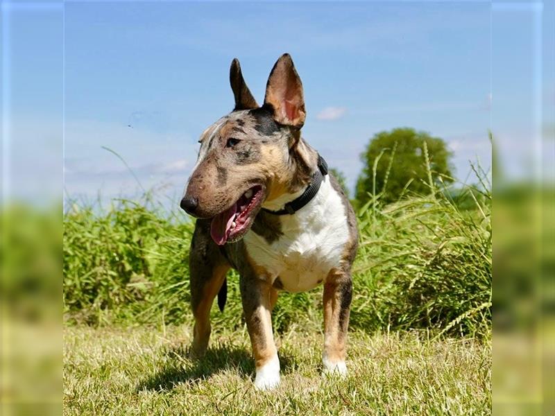 Miniatur Bullterrier in Sonderfarbe