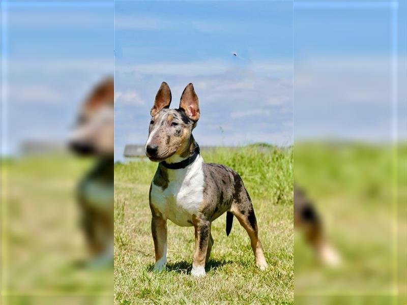 Miniatur Bullterrier in Sonderfarbe