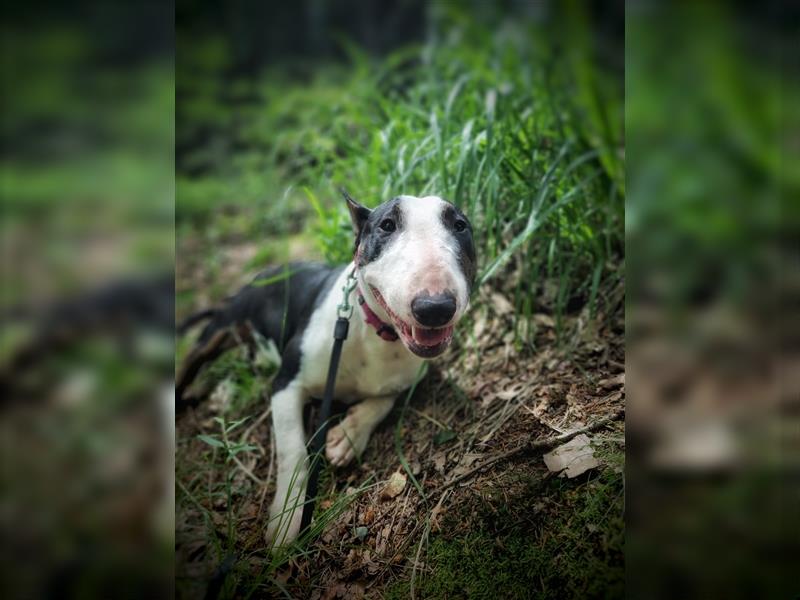 Wunderschöner Miniatur Bullterrier Bube