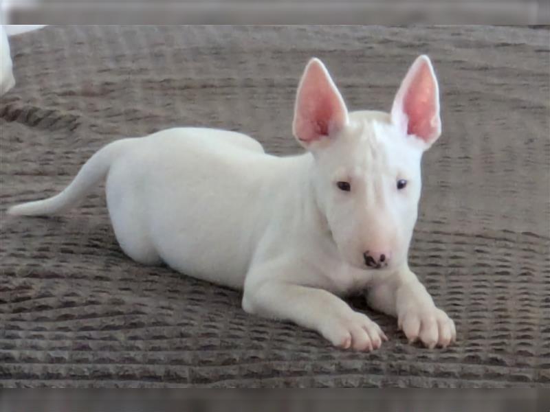 Miniatur Bullterrier Welpen