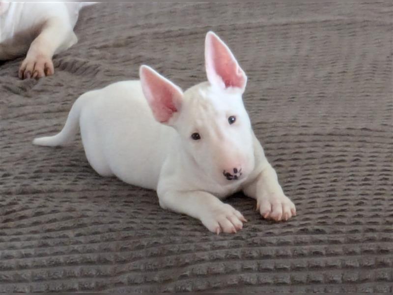 Miniatur Bullterrier Welpen