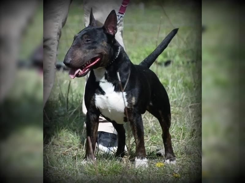 Exzellenter Deckrüde - Garant für gesunde, wunderschöne Miniatur Bullterrier Welpen!