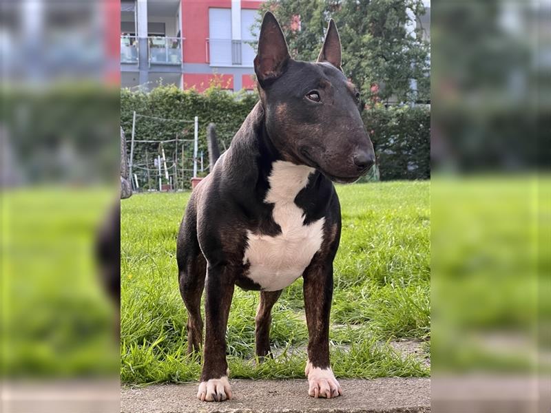 Exzellenter Deckrüde - Garant für gesunde, wunderschöne Miniatur Bullterrier Welpen!