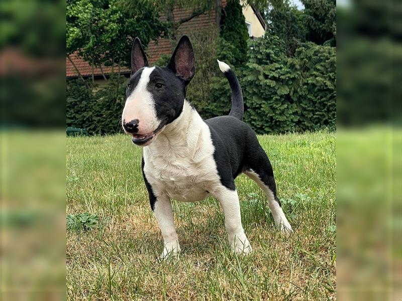 Miniatur Bullterrier Gemma Gemmarum FCI