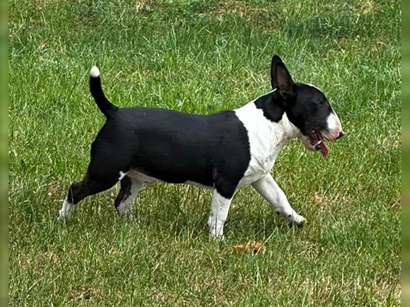 Miniatur Bullterrier Gemma Gemmarum FCI