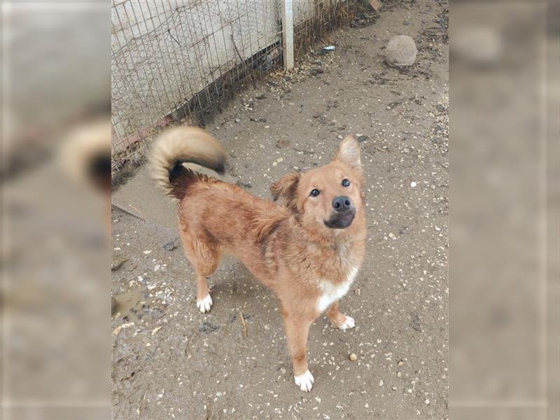 Maya Mischlingshündin ca. 1,3 Jahre alt in Ungarn