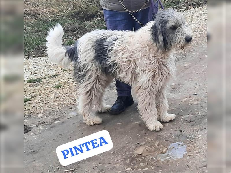 Rüde Pintea möchte Rumänien gerne schnell verlassen