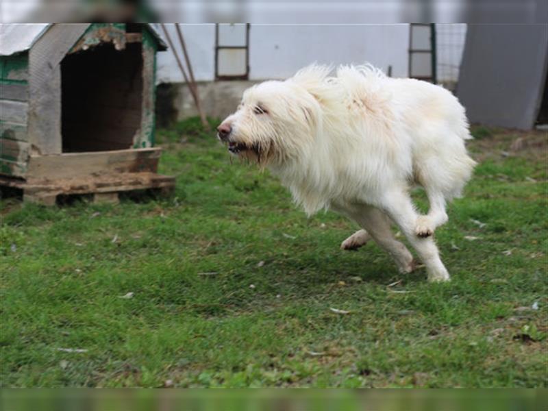 Heardy - supertoller rumänischer Hirtenhund