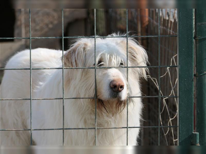 Heardy - supertoller rumänischer Hirtenhund