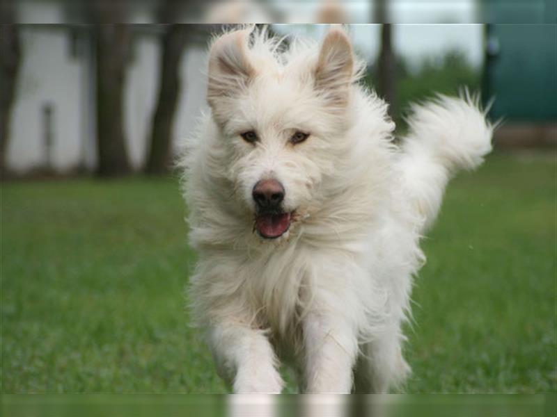 Heardy - supertoller rumänischer Hirtenhund