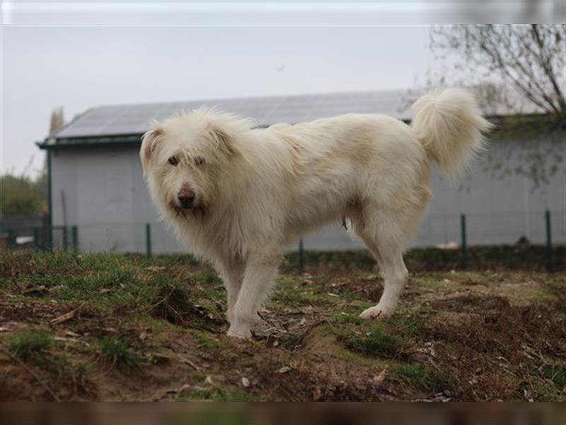 Heardy - supertoller rumänischer Hirtenhund