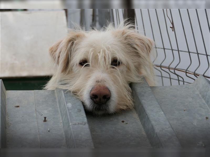 Heardy - supertoller rumänischer Hirtenhund