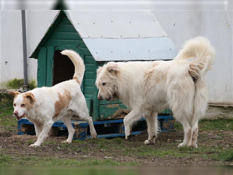 Heardy - supertoller rumänischer Hirtenhund