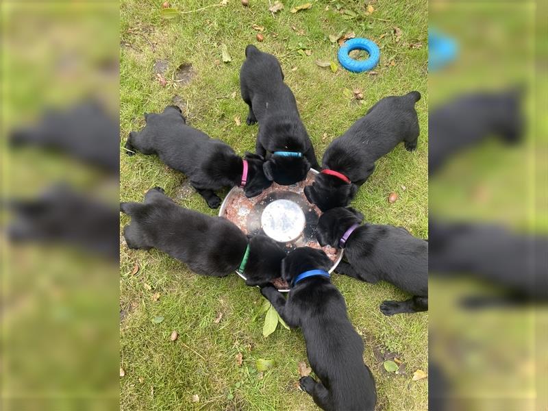 Labrador x Großer Schweizer Sennenhund Welpen suchen ein liebevolles Zuhause