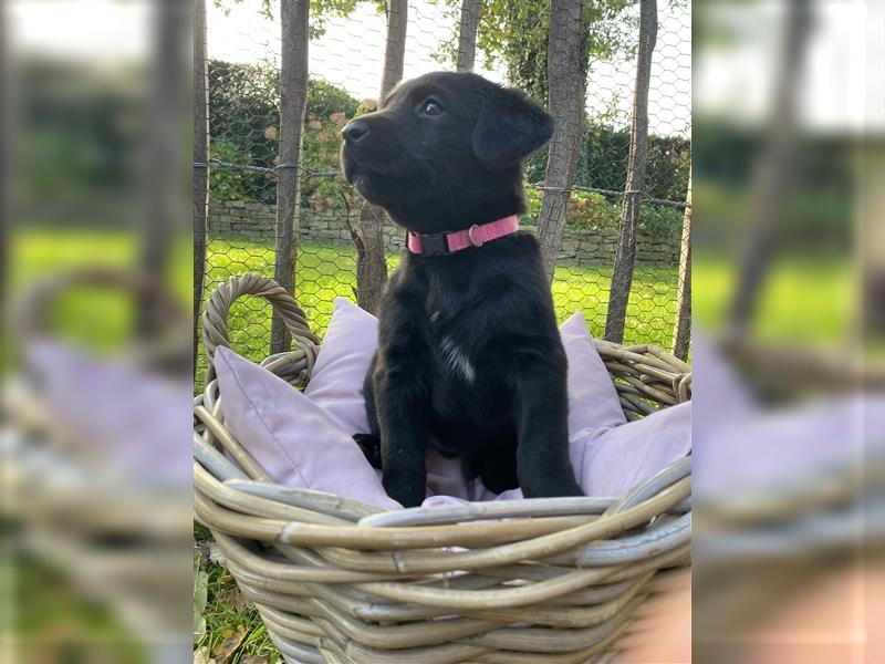 Labrador x Großer Schweizer Sennenhund Welpen suchen ein liebevolles Zuhause