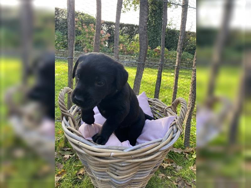 Labrador x Großer Schweizer Sennenhund Welpen suchen ein liebevolles Zuhause