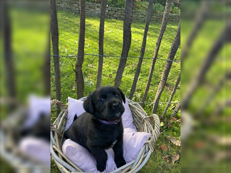 Labrador x Großer Schweizer Sennenhund Welpen suchen ein liebevolles Zuhause