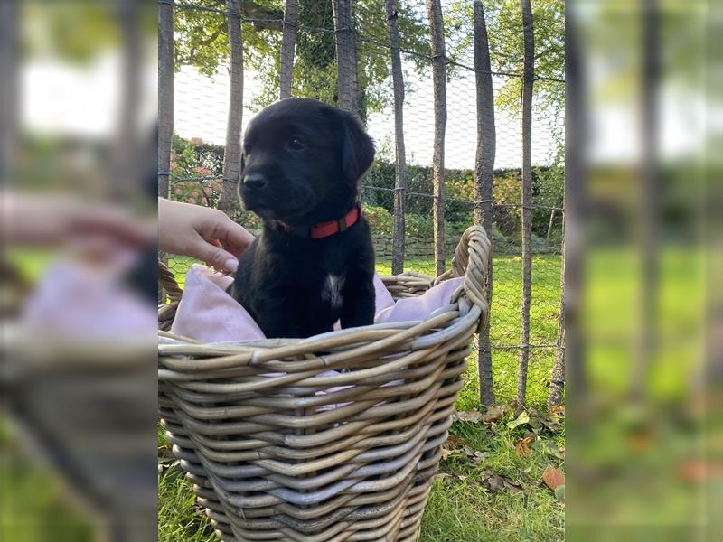 Labrador x Großer Schweizer Sennenhund Welpen suchen ein liebevolles Zuhause