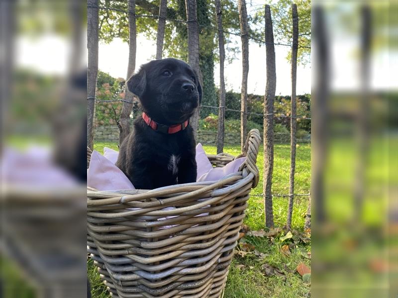 Labrador x Großer Schweizer Sennenhund Welpen suchen ein liebevolles Zuhause