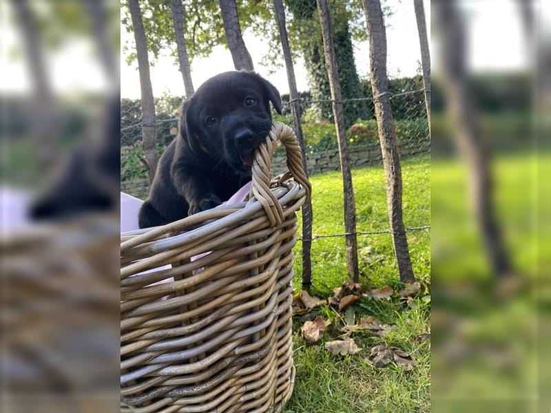 Labrador x Großer Schweizer Sennenhund Welpen suchen ein liebevolles Zuhause