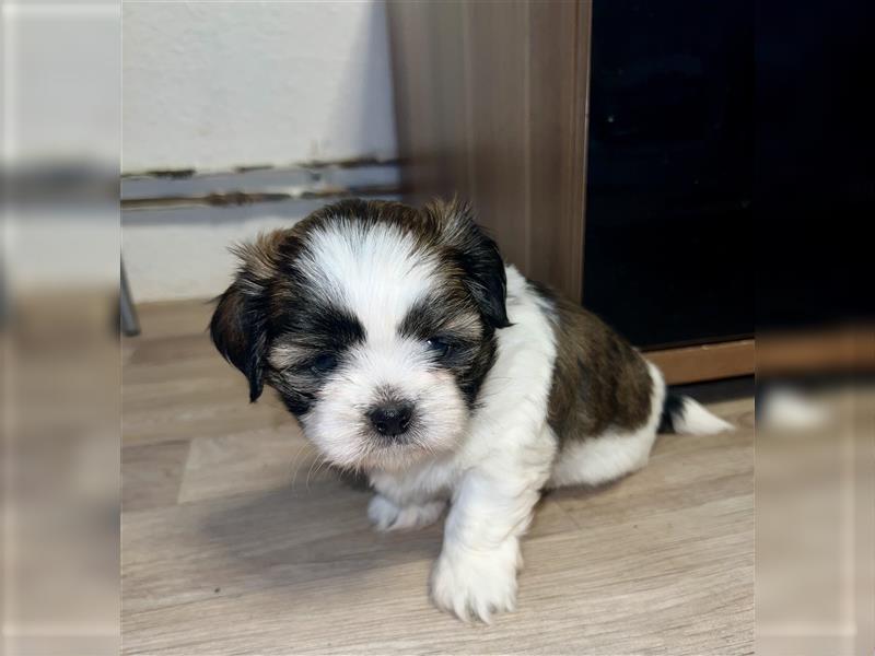 Malteser/Shih-Tzu