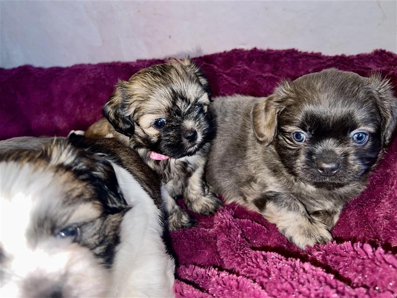 Malteser/Shih-Tzu