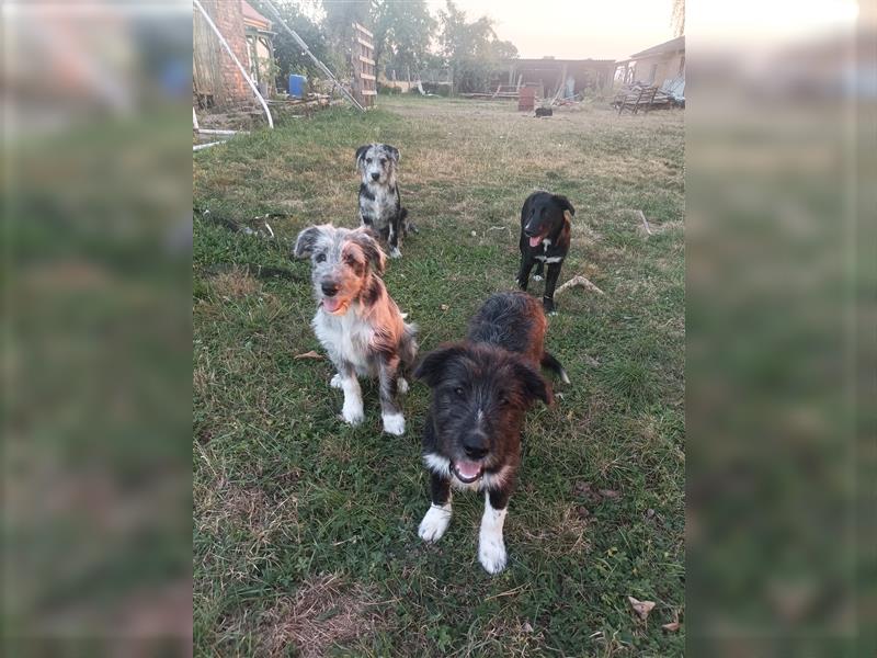 Aktuell... Stubenrein. Bunter Border Collie-Schnauzer- Dokö-Mix