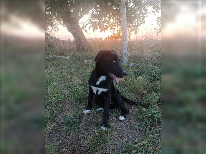 Aktuell... Stubenrein. Bunter Border Collie-Schnauzer- Dokö-Mix