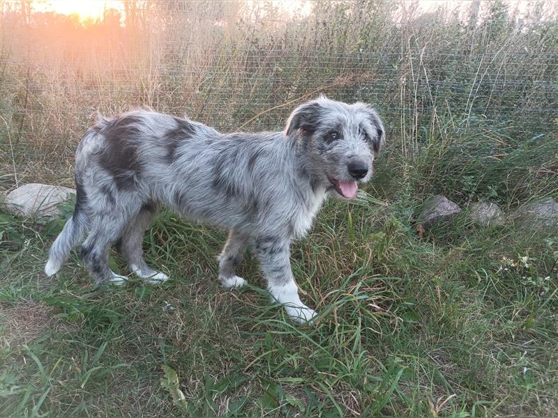 Aktuell... Stubenrein. Bunter Border Collie-Schnauzer- Dokö-Mix