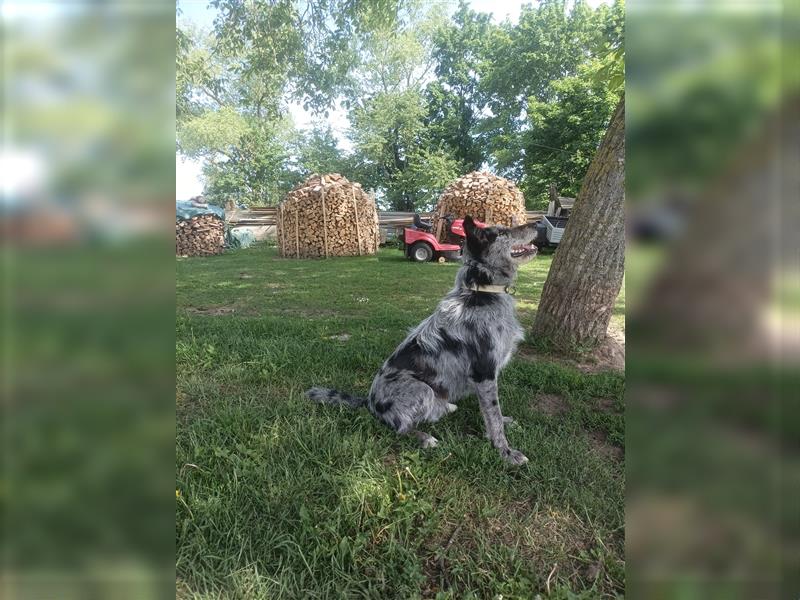 Aktuell... Stubenrein. Bunter Border Collie-Schnauzer- Dokö-Mix