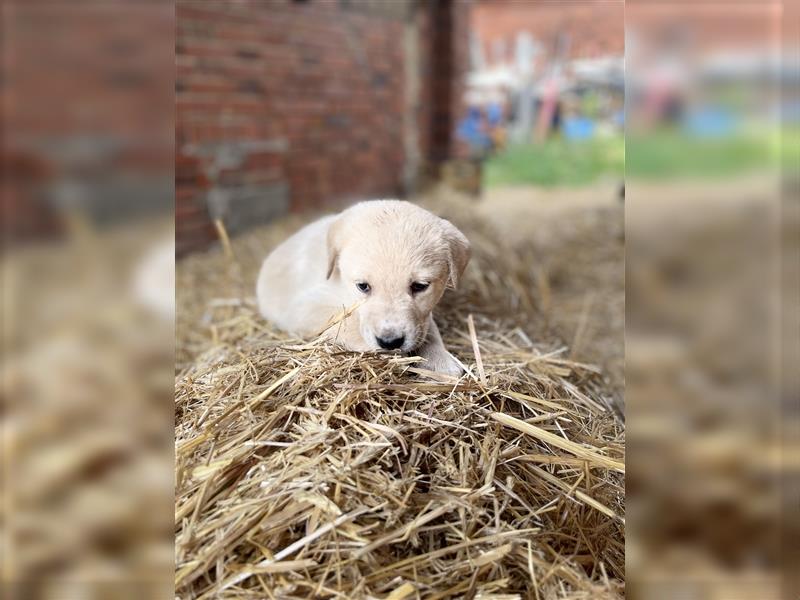 Herdenschutzhunde Welpen