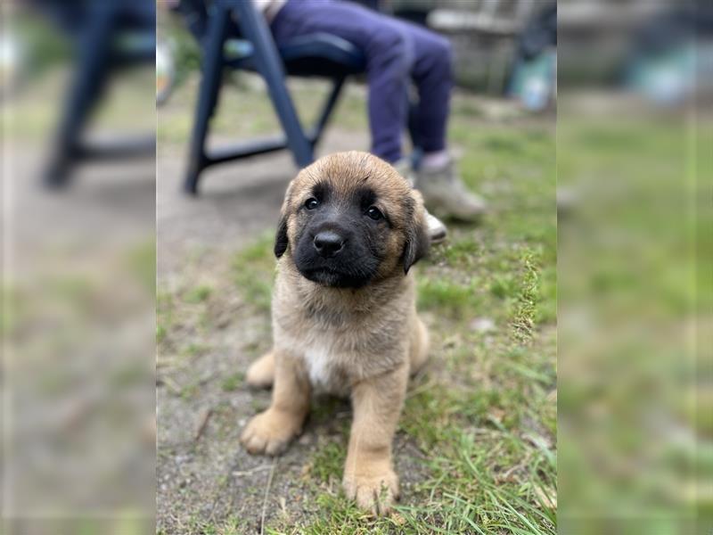 Herdenschutzhunde Welpen