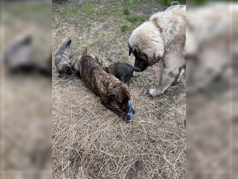 Herdenschutzhunde Welpen