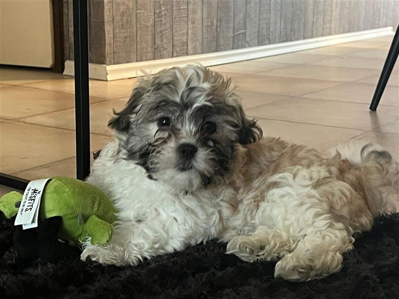 Shih Tzu Malteser Mix Welpen 15 Wochen alt