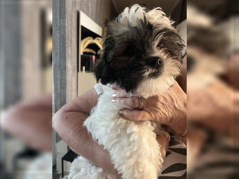 Shih Tzu Malteser Mix Welpen 15 Wochen alt