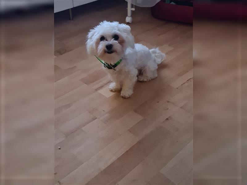 Shih Tzu Malteser Mix Welpen 15 Wochen alt