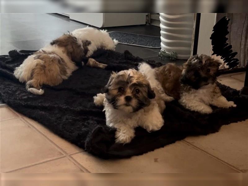 Shih Tzu Malteser Mix Welpen 15 Wochen alt