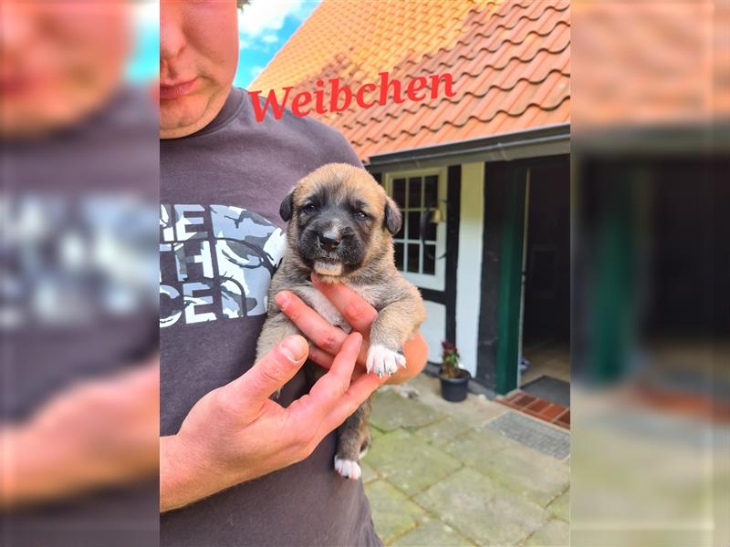 Wunderschöne Schäferhundmix Welpen