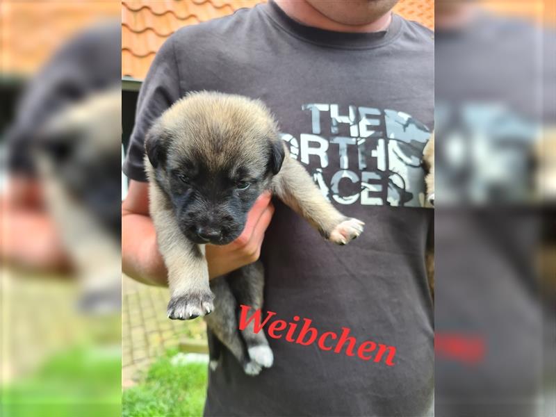 Wunderschöne Schäferhundmix Welpen