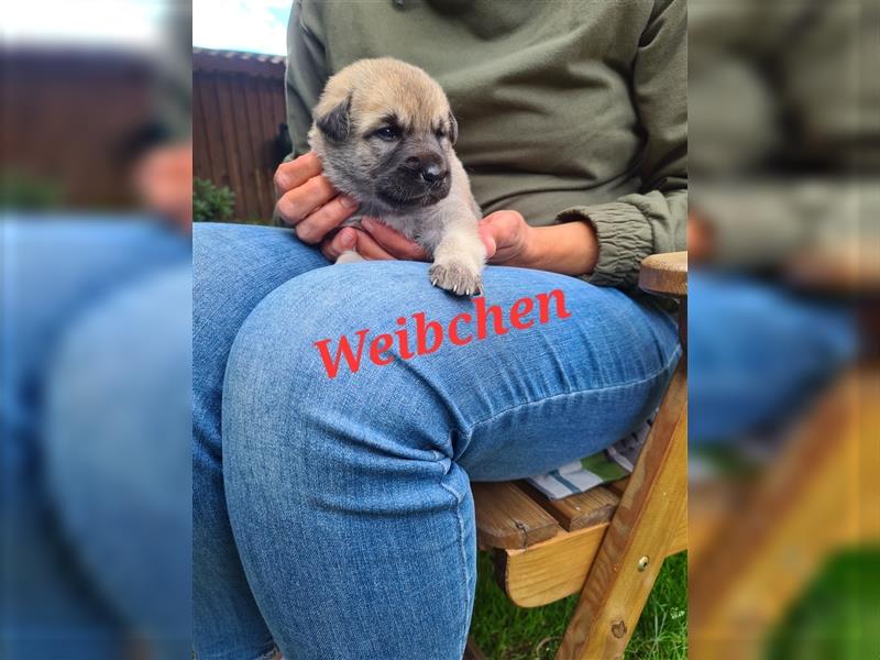 Wunderschöne Schäferhundmix Welpen