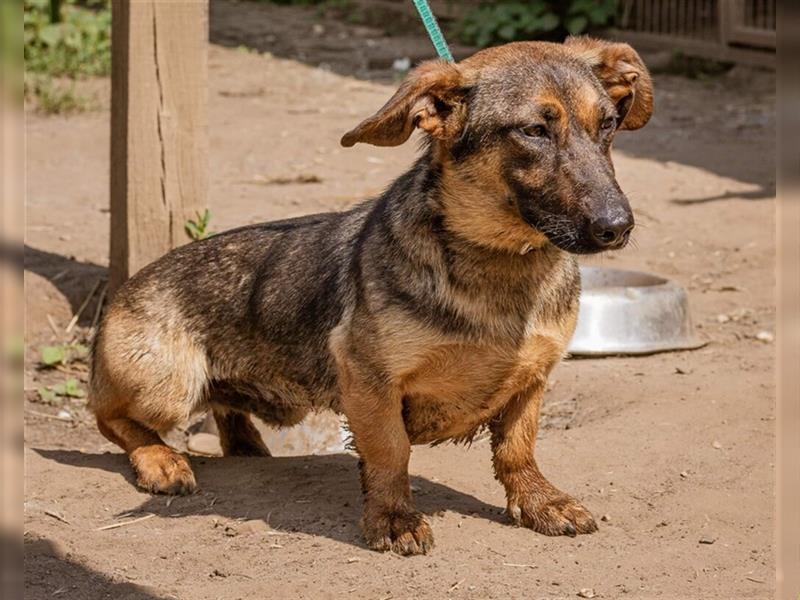 Zserbo, ein kinderlieber Junge sucht eine Familie