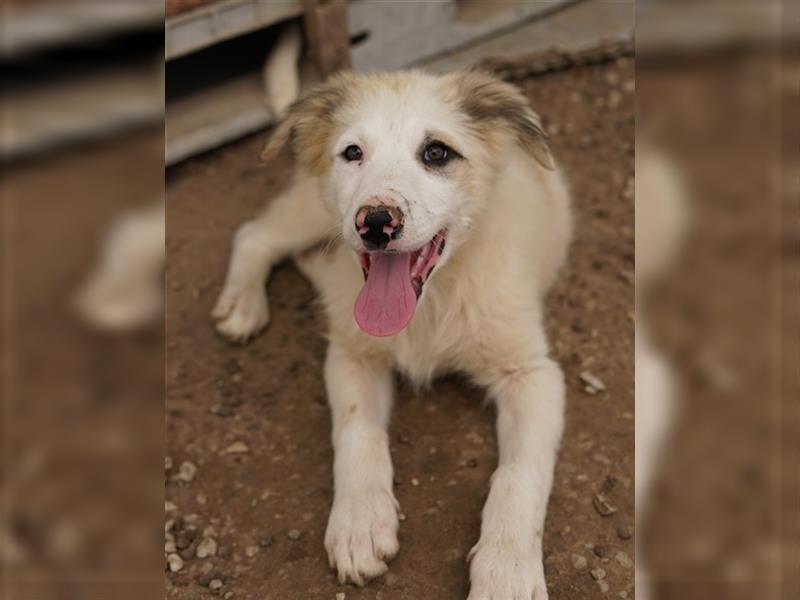 Eika, geb. ca. 02/2023, lebt in GRIECHENLAND, im städt. Tierheim Serres